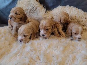 Bela’s girls available, born 16th March