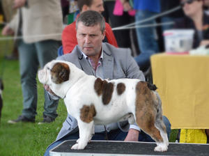 Mr Wilson at Crufts