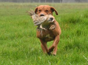 Benefits from a natural drive and hunting ability.
