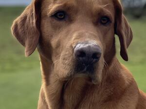 Extremely kind natured and easy to train.