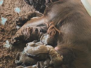 Mum and pups