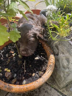 Boy dog sniffing freshly planted oak tree