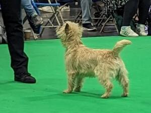 Pepper Crufts 2024