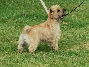 Tilda First Show UK