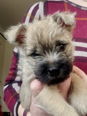 Wheaten Boy