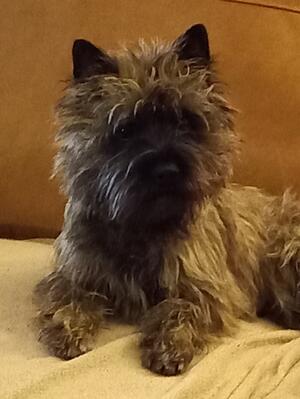 Hugo Relaxing