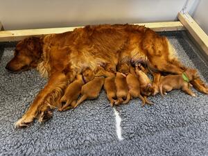 Rhu with puppies