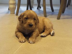 Boy puppy
