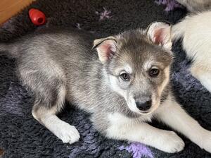 Wolf grey female