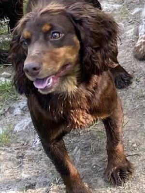 A true character of a Cocker