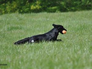 Retrieving during training