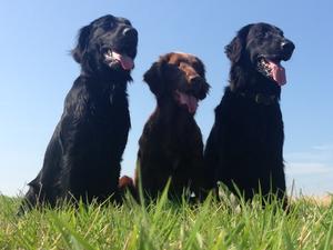 Ruddleberry flat coated retrievers