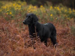 Reethi in the Ashdown Forest