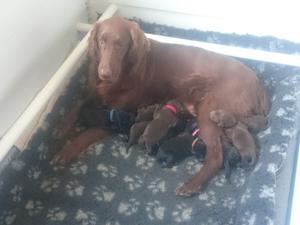 Robin with babies at 3 days old