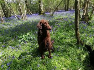 Venus in bluebells 2024