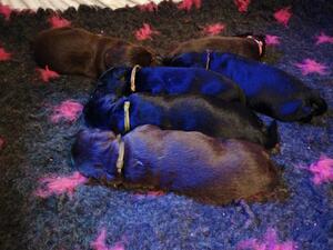 10 days old