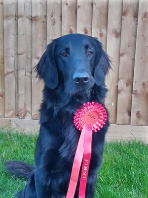 Dabble with his first place obedience award