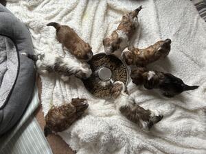 Weaning time! This can get messy!