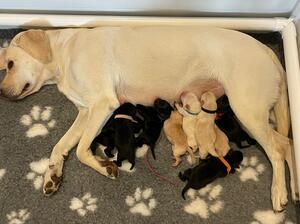 Litter at 2 days old
