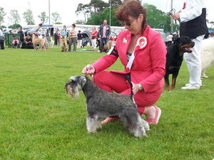 Int.Ch.Yakuza Heart On My Sleeve (George)