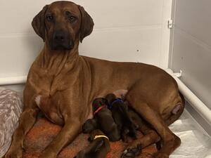 Puppies