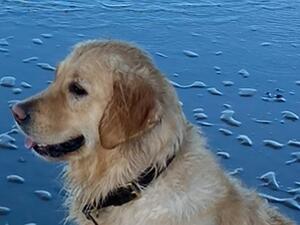 Sunny -Mother (Ohanagold Bluebell)