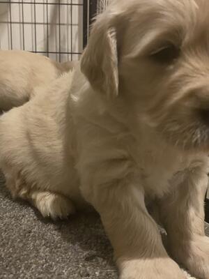 Chunky Male at 3 weeks