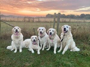 Sylahra morning walkies