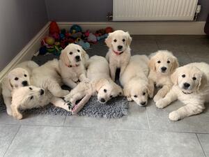 Star pups almost 8 weeks old