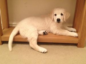 Luna - cheeky puppy