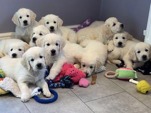 Moon pups at 7 weeks old