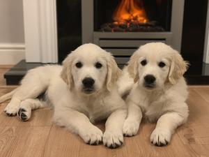 Red & Lola at 10 weeks
