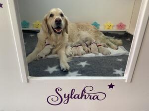 Luna with her newborn star pups