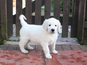 Ollie at 6 weeks