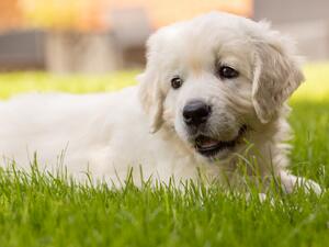 Elsa - 7 weeks