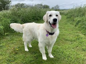 Indie - 8 months