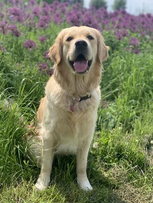 Our Gorgeous Girl Gracie