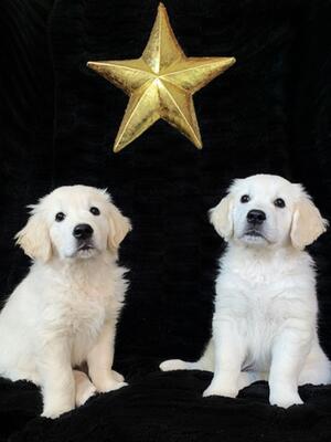 The star pups we kept, Nova & Indie