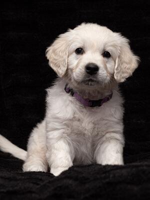 Indie - 7 weeks