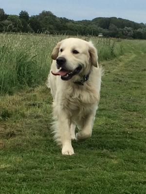 Ollie - walkies in the field