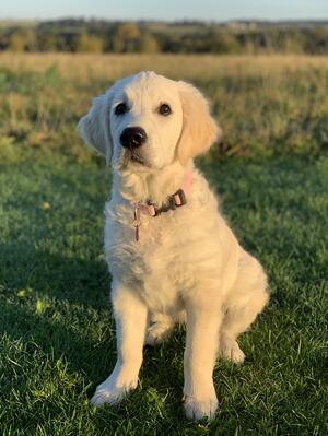 Elsa - 4 months