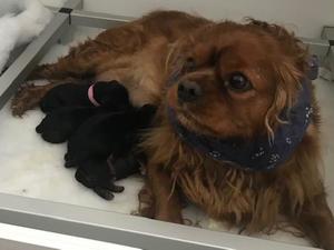Mum and pups