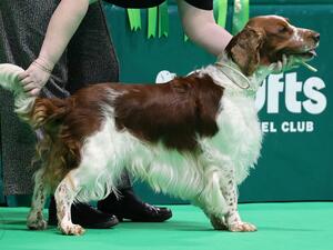Bobby Crufts 2024