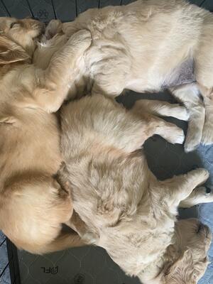 Golden cuddles
