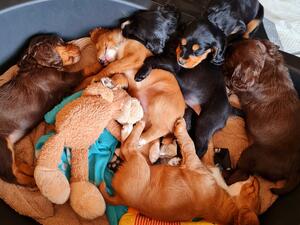 Full Litter