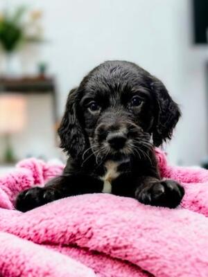 Raven - Available Male