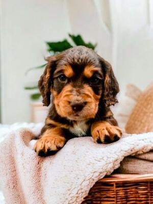 Hunter - Available Male