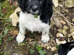 8 week old, working springer spaniel boy