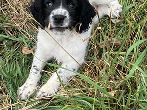 Balls - 8 week old boy; Working ESS