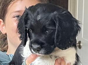 8 week boy- English springer spaniel working
